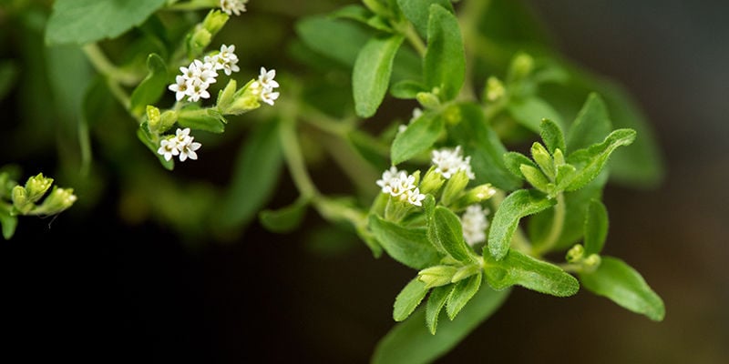 O que é a stevia?
