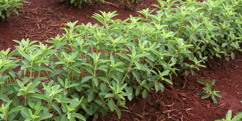 De onde vem a stevia?