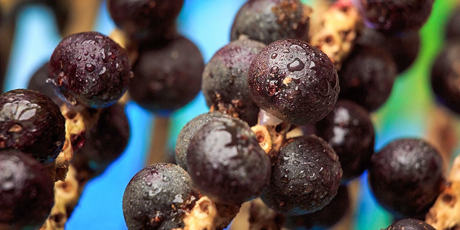 Bagas de açaí