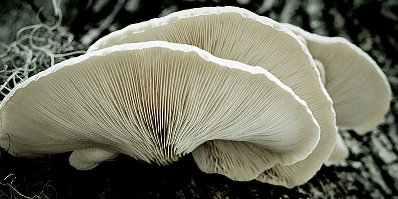Cogumelos Oyster