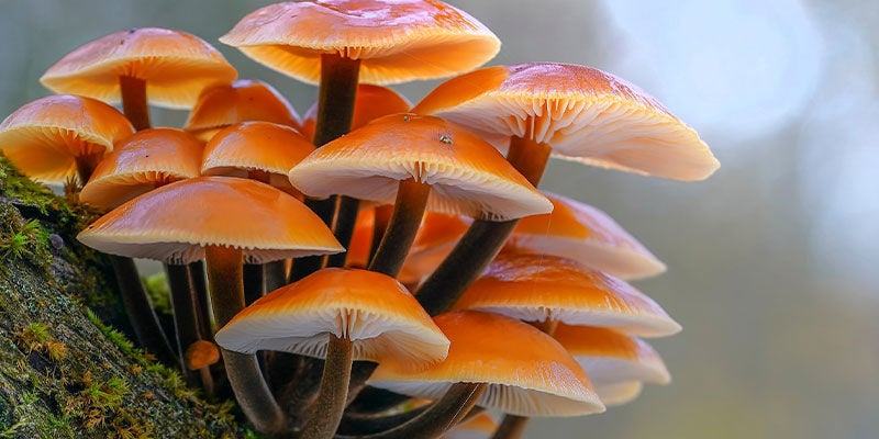 Cogumelos Enoki