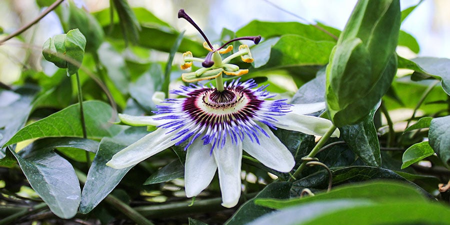 Flor-da-paixão