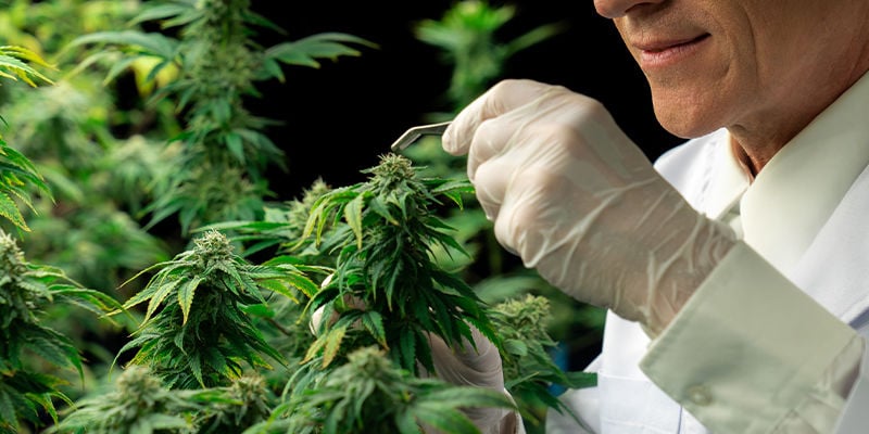 Como tratar o HpLV em plantas de canábis