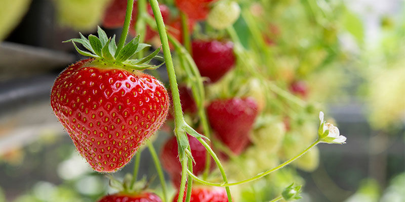 Morango