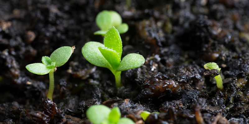 Como cultivar estragão mexicano