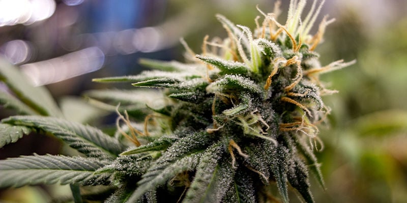 O que são triploides no cannabis?