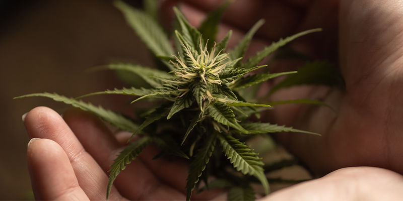 Porque os tetraploides e triploides podem mudar o rumo do cultivo de canábis