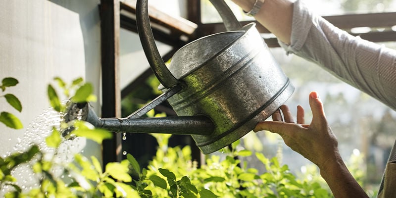 Cuidar das suas plantas