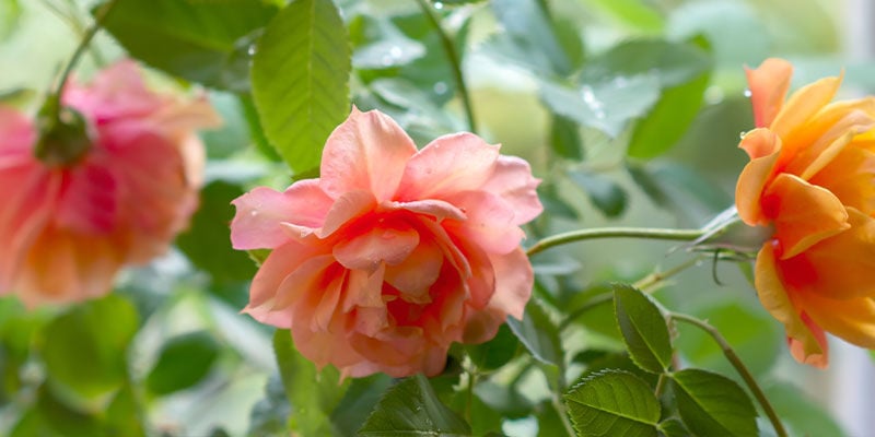 Plantas de rosas