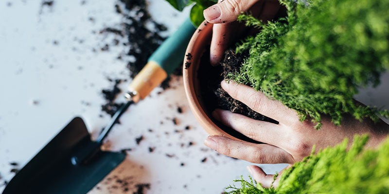 Top 10 Plantas Ornamentais Para Cultivar em Casa