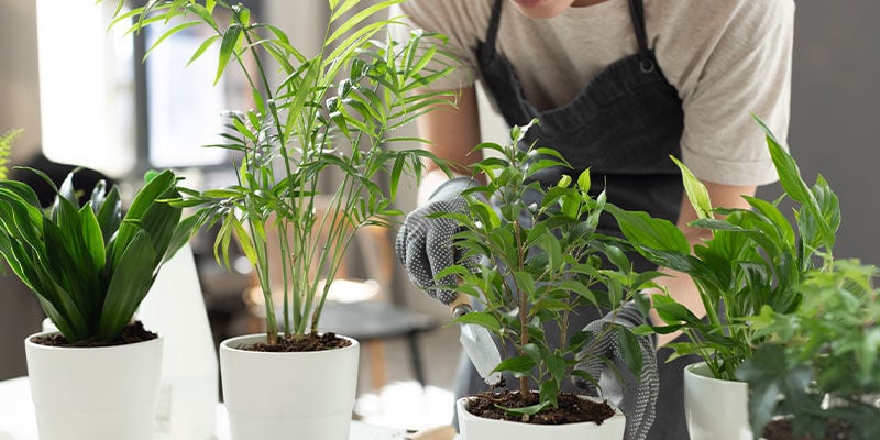 Porque cultivar plantas em casa?
