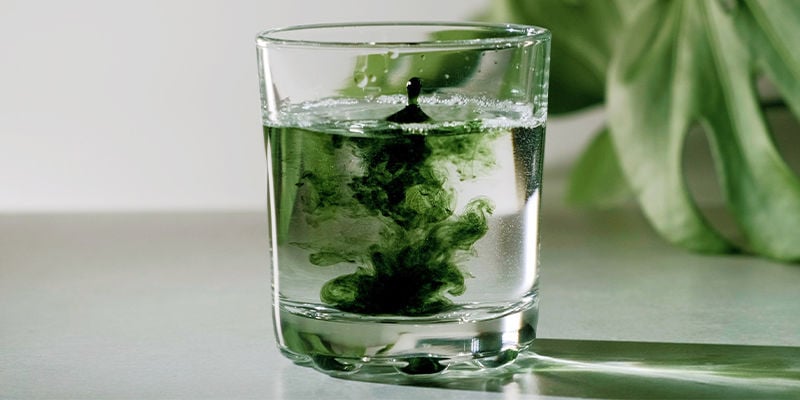 Chlorella: Uma excelente adição a qualquer alimentação saudável