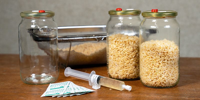 Como preparar inoculante de cogumelos sem panela de pressão