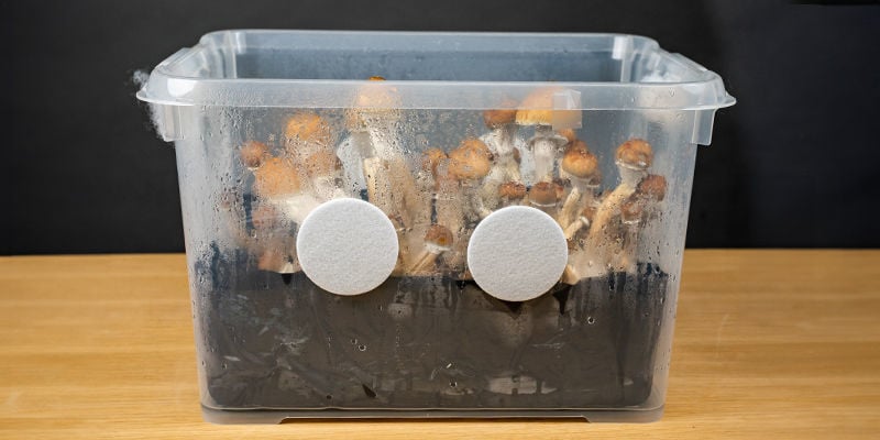 O que é um monotub?