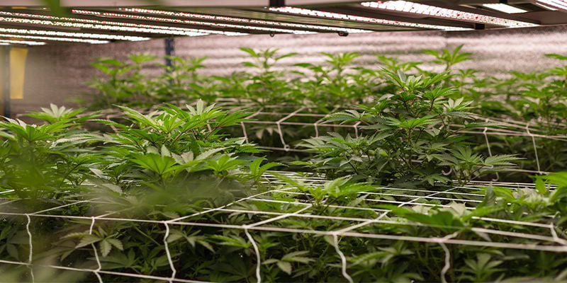 Vantagens de cultivar canábis com hidroponia NFT