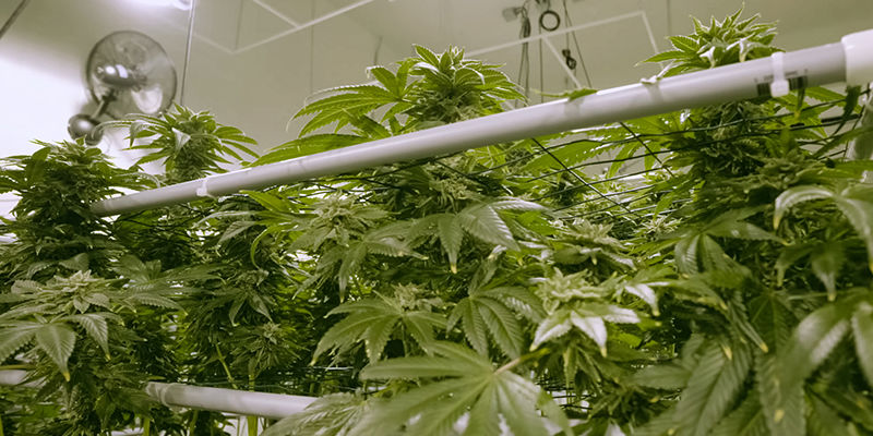 Como construir um sistema NFT hidropónico para cannabis