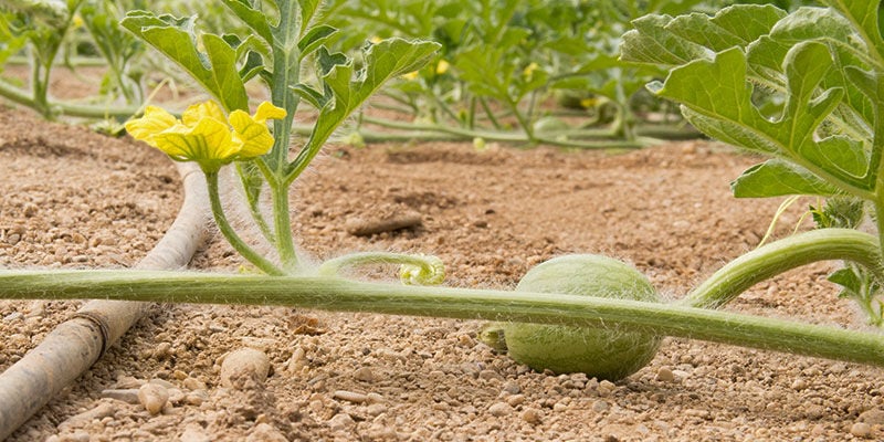 Cuidar das suas plantas de melão
