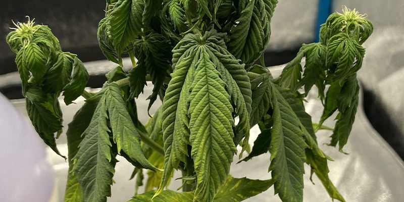 Folhas de cannabis em garra: Um sinal claro de que algo não está bem
