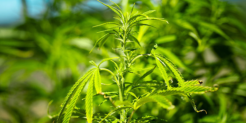 Quais são as causas mais comuns das folhas de cannabis encaracolarem?