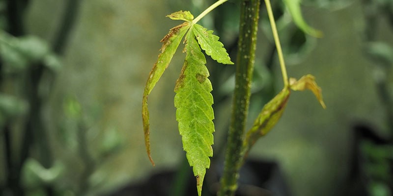 Desvantagens das luzes LEC para cultivo