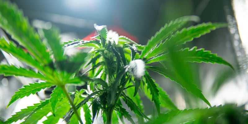 Compreenda Já As Lâmpadas LEC Para Cultivo