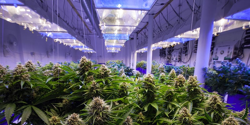 O que são luzes LEC para cultivo?