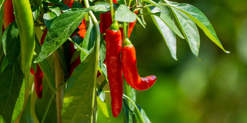 Malaguetas/Pimentos