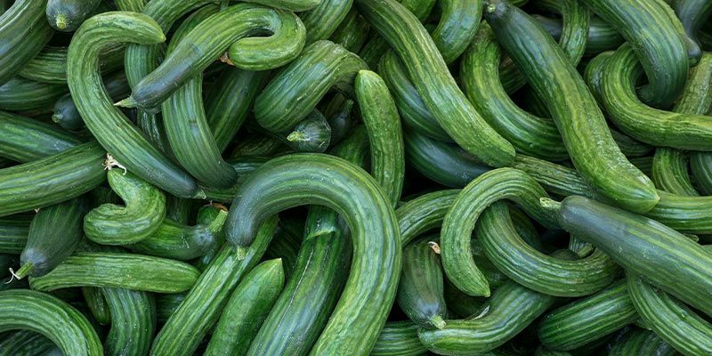 Possíveis problemas nas plantas