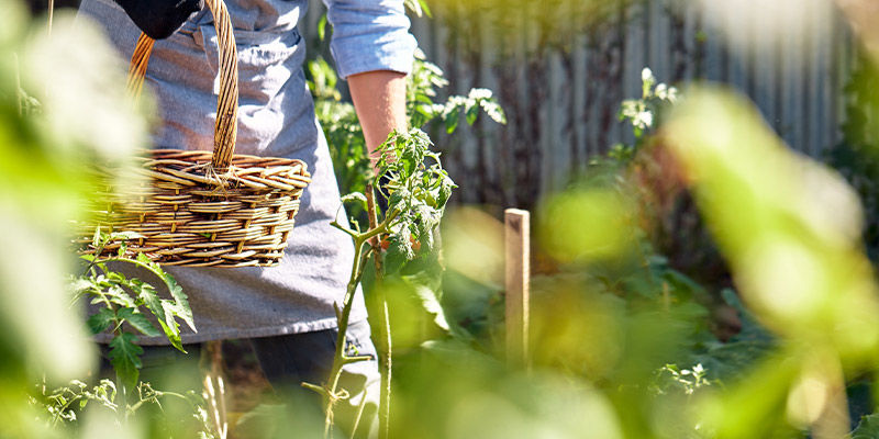 Porque cultivar frutas e legumes em ambientes quentes?