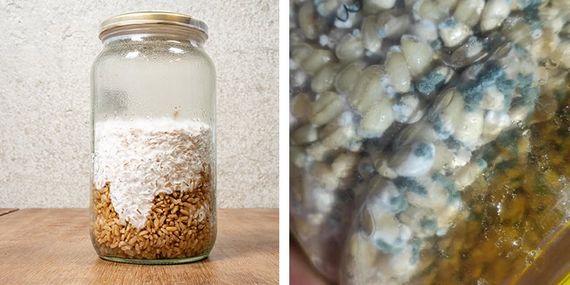 Identificar culturas líquidas saudáveis versus contaminadas
