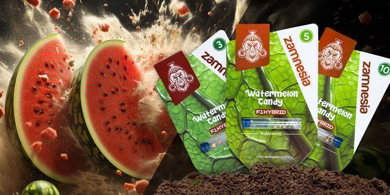 Watermelon Candy F1 Híbrida Automática