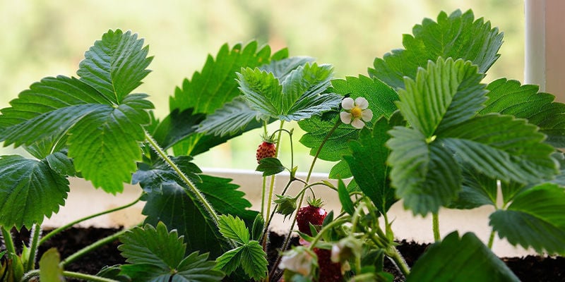 Porque cultivar frutas em casa?