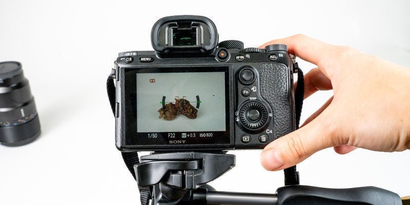 A arte de fotografar canábis