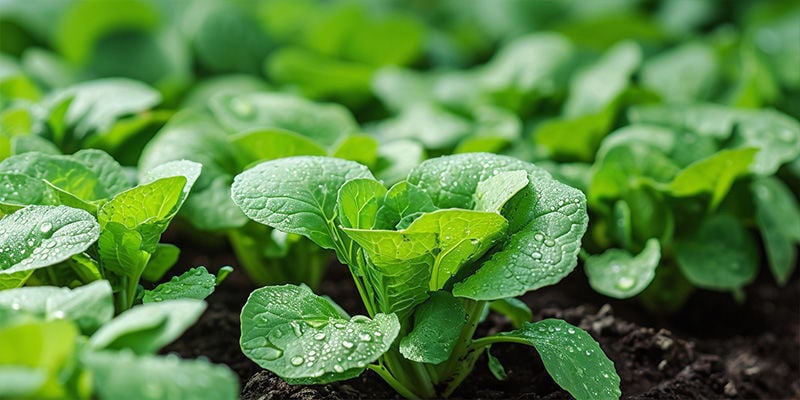 As folhas verdes são fáceis de cultivar?