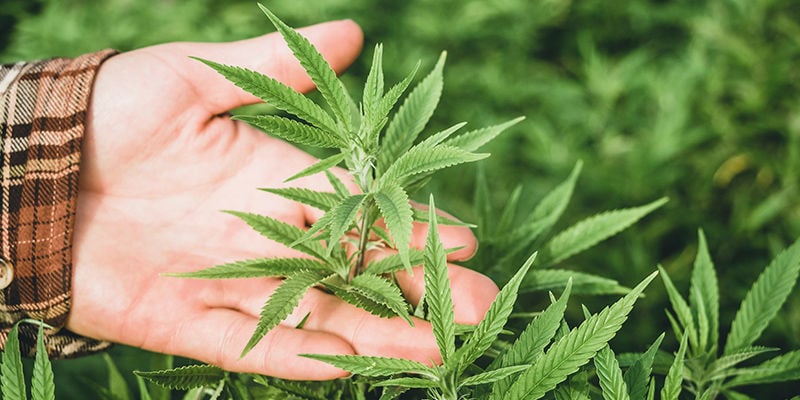 As plantas conseguem recuperar de queimaduras provocadas pelo vento?