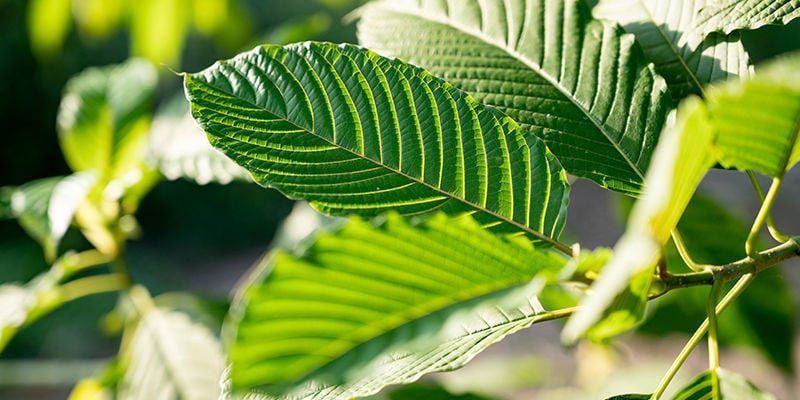 Tipos de kratom produzem efeitos diferentes?