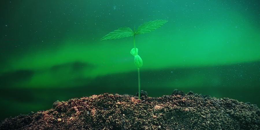 COMO CULTIVAR NORTHERN LIGHTS