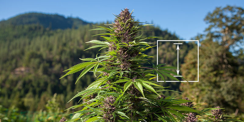 Qual é a planta de canábis mais alta?