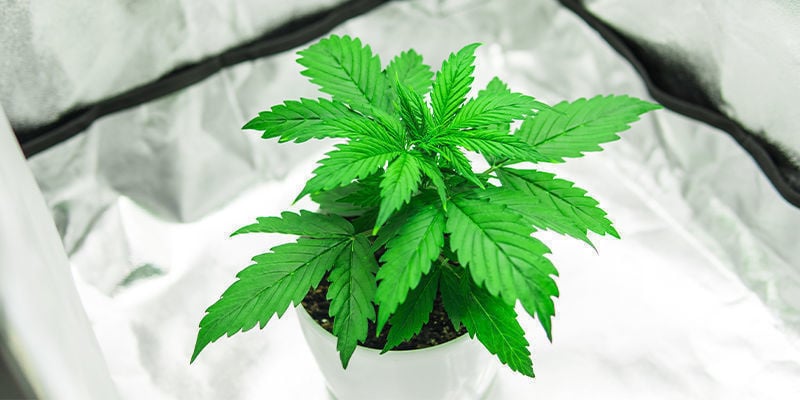 Caixas de cultivo de canábis tudo-em-um