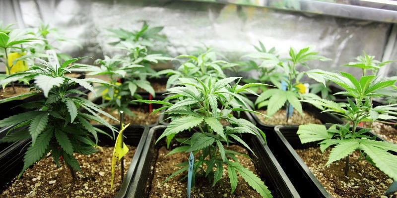 Cultivar uma nova era na tecnologia de cultivo de canábis