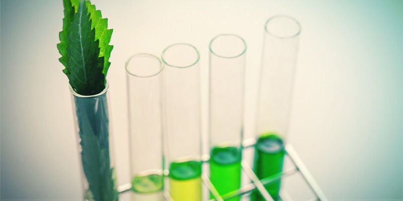 A diferença entre flavonóides, terpenos e terpenóides