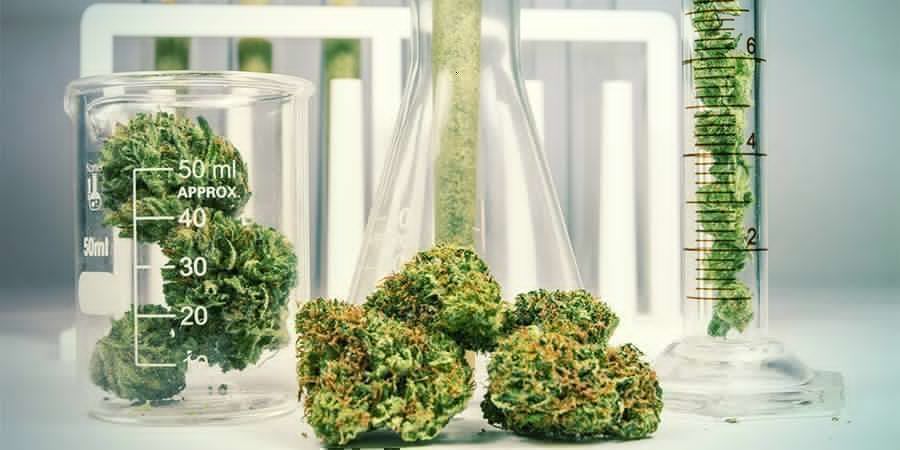 Cannábis: Uma planta quimicamente complexa