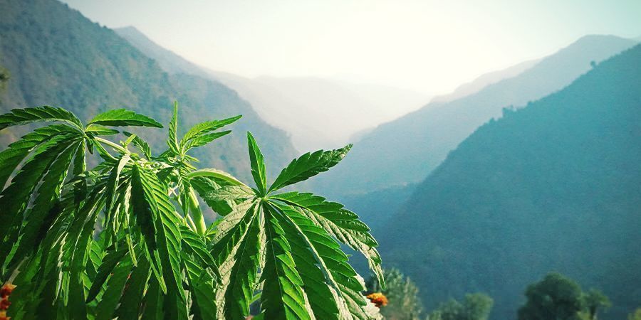 Como funcionam os terpenos?