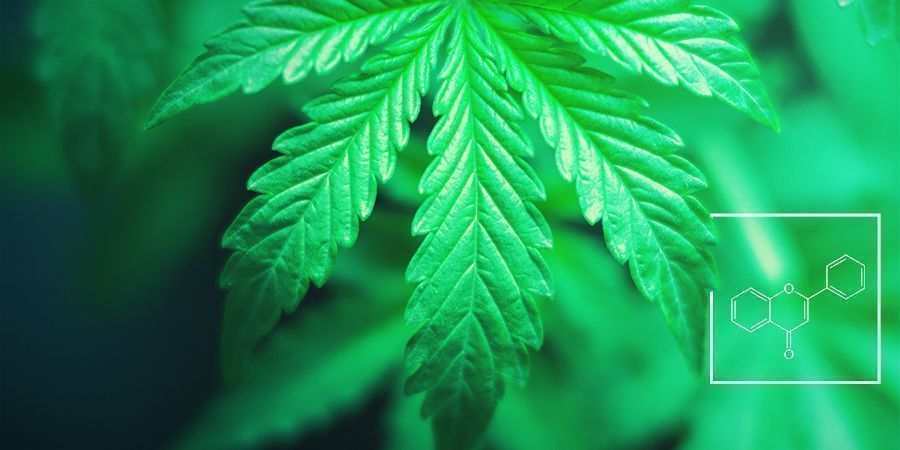 Qual é a função dos flavonóides, terpenos e terpenóides?