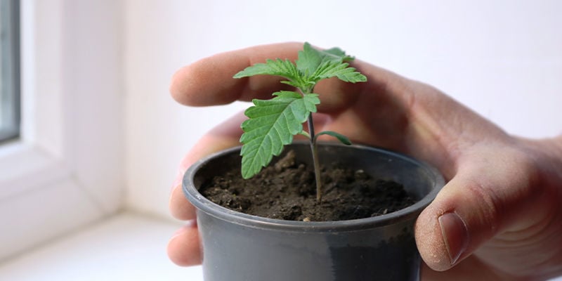 Cultiva canábis no teu parapeito hoje mesmo