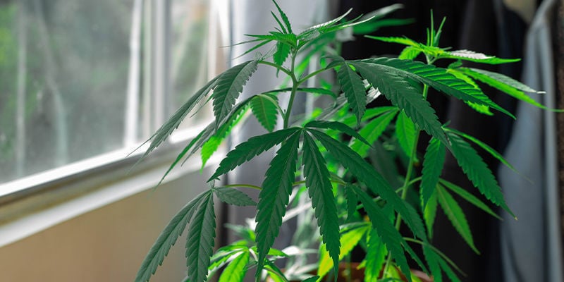 Cultivar canábis no seu parapeito