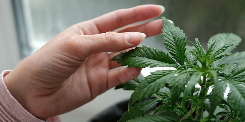 As desvantagens de cultivar variedades de canábis no parapeito da janela