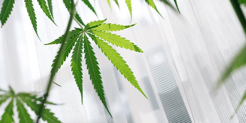 Os benefícios de cultivar variedades de canábis no parapeito da janela