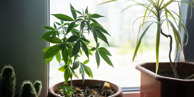 Porquê cultivar canábis no parapeito da janela?