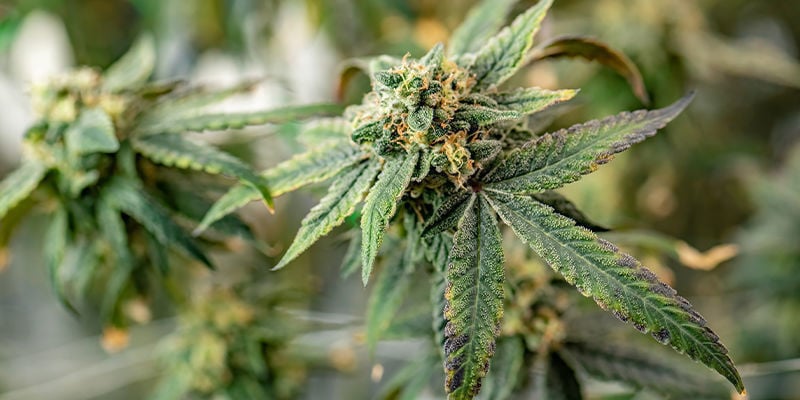 10 lugares mais invulgares para cultivar cannabis